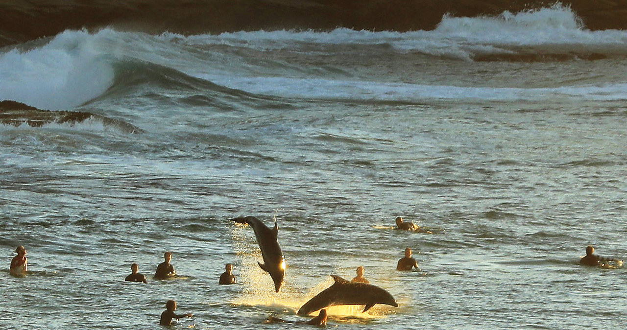 Naukowcy są przekonani, że delfiny mówią sobie "po imieniu". Co najlepsze, jest ono nadawane przez rodziców! / Mark Evans / Contributor /Getty Images
