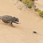 Naukowcy są w szoku. To pierwsze takie zwierzę lądowe. Szybkie jak wiatr