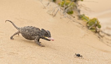 Naukowcy są w szoku. To pierwsze takie zwierzę lądowe. Szybkie jak wiatr