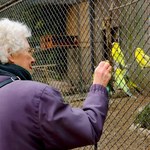 Naukowcy sprawdzają, czy wizyty w zoo poprawią zdrowie seniorów