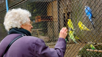 Naukowcy sprawdzają, czy wizyty w zoo poprawią zdrowie seniorów
