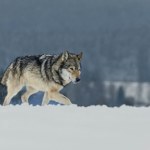 Naukowcy sprawdzili reakcje wilków na człowieka. Wyniki jednoznaczne