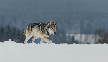 Naukowcy sprawdzili reakcje wilków na człowieka. Wyniki jednoznaczne