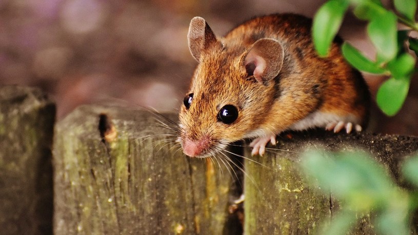 Naukowcy sprawili, że sparaliżowane myszy znowu chodzą. A co z nami? /Geekweek