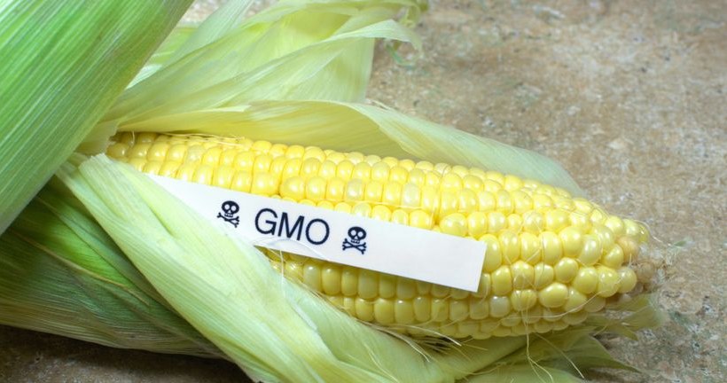 Naukowcy stwierdzili, że rośliny modyfikowane genetycznie nie są szkodliwe dla innych upraw /123RF/PICSEL