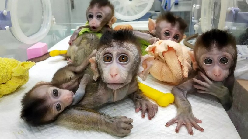 Naukowcy stworzyli hybrydę człowieka i małpy. Mózg został udoskonalony ludzkimi genami /Geekweek