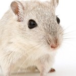 Naukowcy stworzyli myszy wytwarzające szczurze plemniki