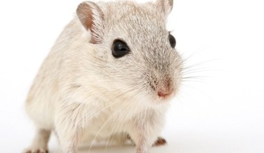 Naukowcy stworzyli myszy wytwarzające szczurze plemniki