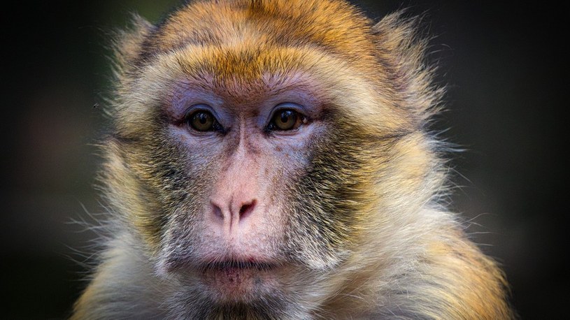 Naukowcy stworzyli najdokładniejszy w historii obraz 3D mózgu małpy /Geekweek