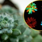Naukowcy stworzyli rośliny domowe, które świecą w ciemności