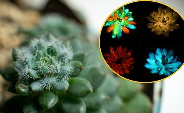Naukowcy stworzyli rośliny domowe, które świecą w ciemności