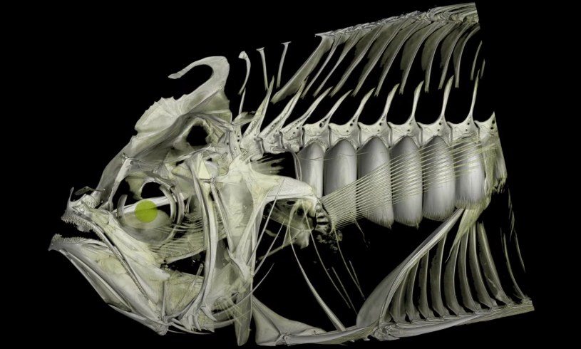 Naukowcy stworzyli wyjątkowe skany 3D muzealnych okazów zwierząt /Florida Museum/ Scientists CT scanned thousands of natural history specimens, which you can access for free /YouTube