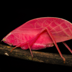 Naukowcy świadkami spektakularnej przemiany owada. Różowe ubarwienie to nie mutacja