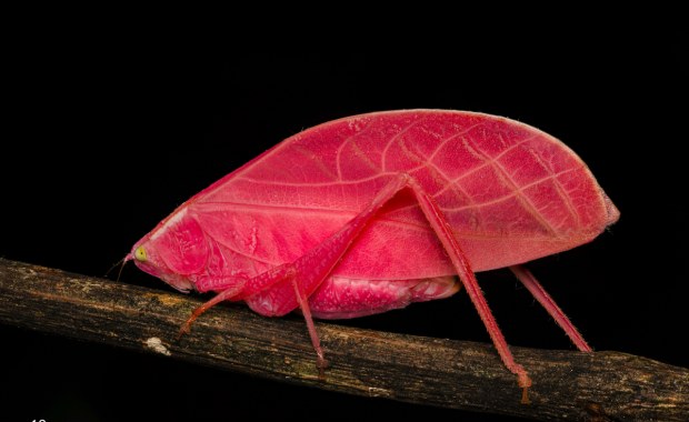 Naukowcy świadkami spektakularnej przemiany owada. Różowe ubarwienie to nie mutacja