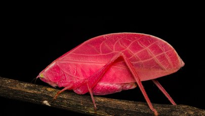 Naukowcy świadkami spektakularnej przemiany owada. Różowe ubarwienie to nie mutacja