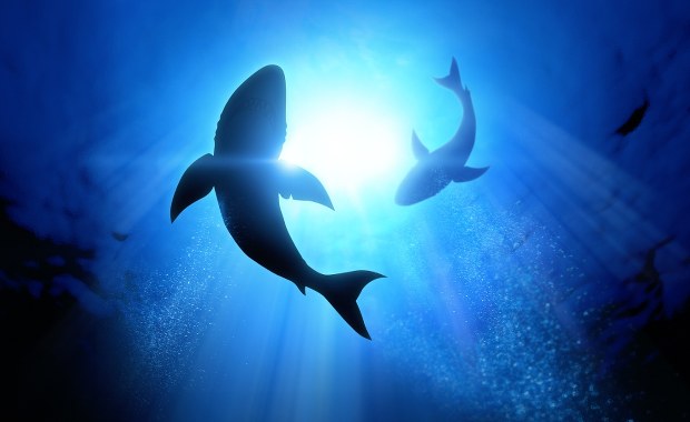 Naukowcy to nagrali. Taki dźwięk wydają rekiny [POSŁUCHAJ]