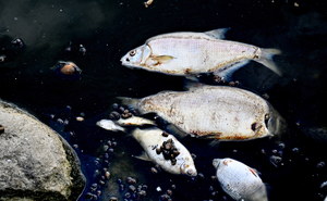 Naukowcy: Toksyczne algi mogły przyczynić się do wyginięcia ryb w Odrze