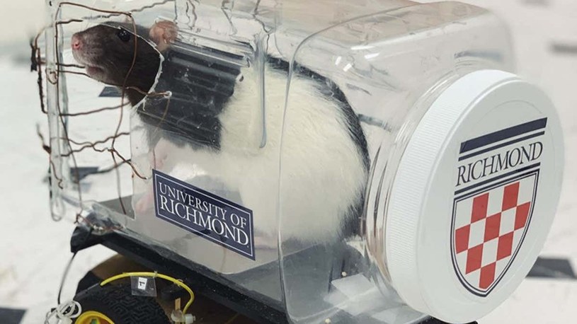 Naukowcy trenują szczury w… prowadzeniu pojazdów. Wychodzi im to rewelacyjnie /Geekweek