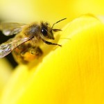 Naukowcy tworzą roboty, które zastąpią pszczoły