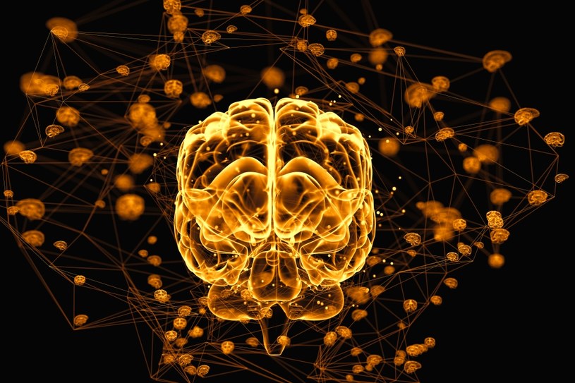 Naukowcy ujawnili złożoność ludzkiego mózgu. Graniczy ona z chaosem