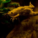 Naukowcy umożliwili żabie regenerację amputowanej kończyny. Co z ludźmi?