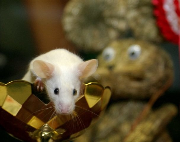 Naukowcy upijają myszy, by zbadać mechanizmy uzależnienia u ludzi /Grzegorz Michałowski /PAP