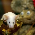 Naukowcy upijają myszy do badań