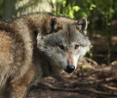 Naukowcy UW: Zwierzę, które atakowało w Bieszczadach, to wilk