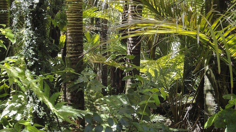 Naukowcy w końcu znaleźli najwyższe drzewo w całej Amazonii. Zobaczcie je na filmie /Geekweek