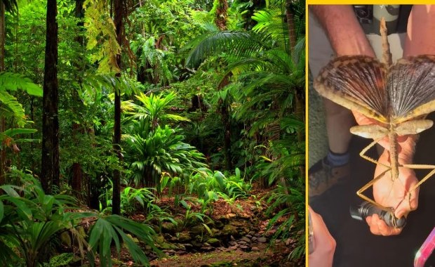 Naukowcy w szoku: Odkryli giganta w australijskim lesie FILM