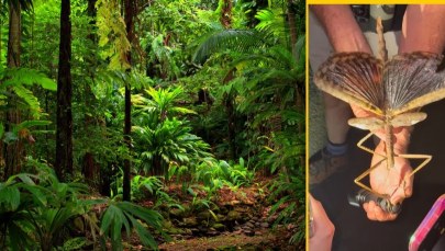 Naukowcy w szoku: Odkryli giganta w australijskim lesie FILM