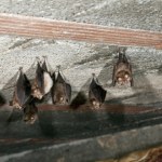 Naukowcy wkroczyli do domów w Polsce. Będą je remontować przez nietoperze