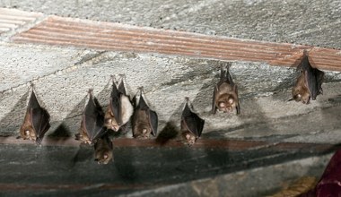 Naukowcy wkroczyli do domów w Polsce. Będą je remontować przez nietoperze