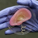 Naukowcy wydrukowali bioniczne ucho