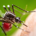 Naukowcy wyhodowali komary GMO 