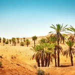Naukowcy wyhodowali rośliny na pustyni