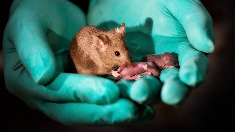 Naukowcy wyhodowali zdrowe potomstwo myszy… jednej płci /Geekweek