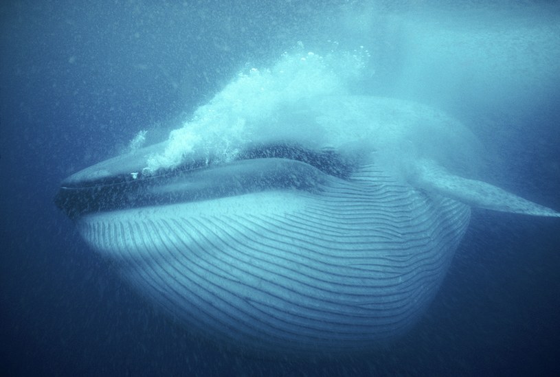 Naukowcy wyliczyli, że wieloryby pożerają ogromne ilości mikroplastiku. W przypadku płetwali błękitnych - największych ssaków świata - jest to nawet 45 kg dziennie / Ardea /Agencja FORUM