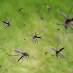 Naukowcy wypuszczą 750 mln genetycznie zmodyfikowanych komarów