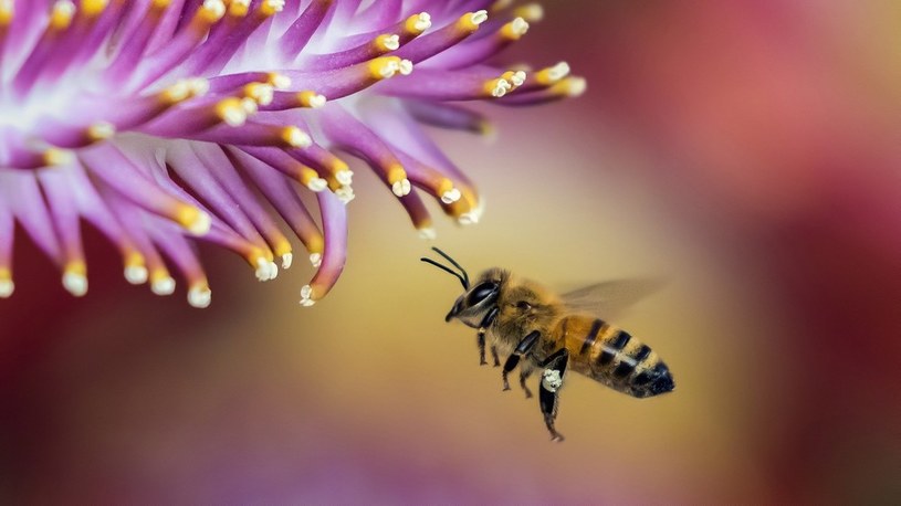 Naukowcy wytrenowali pszczoły do wykrywania COVID-19 po zapachu /Geekweek