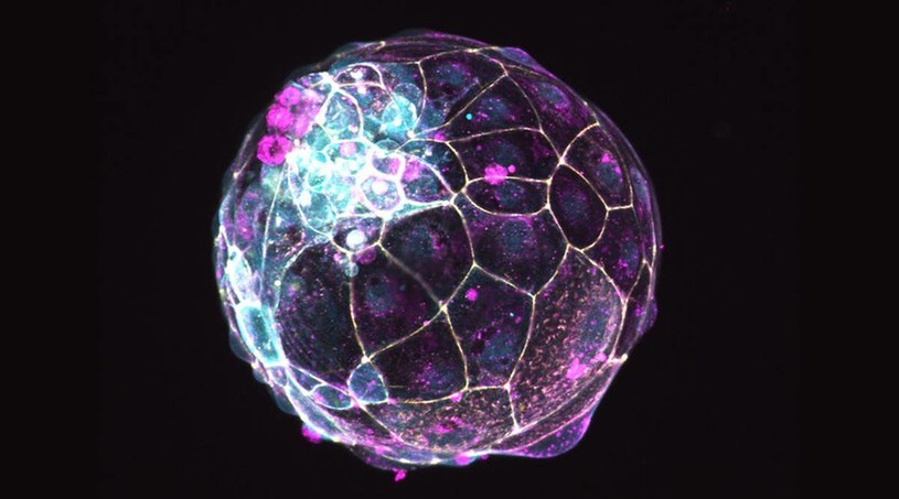 Naukowcy z IMBA stworzyli blastoidy, czyli organoidy symulujące działanie blastocyst /materiały prasowe