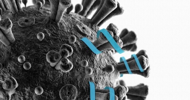 Naukowcy z MIT opracowali peptyd, który może utrudniać koronawirusowi wiązanie się z naszymi komórkami /materiały prasowe