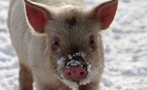 Naukowcy z Yale utrzymują świński mózg "przy życiu" poza organizmem