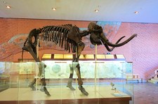 Naukowcy „zabawią się w Boga”? Reintrodukcja mamutów bardzo realna