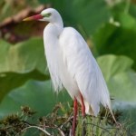 Naukowcy zaobserwowali niesamowity przelot. Czapla strojna pobiła rekord