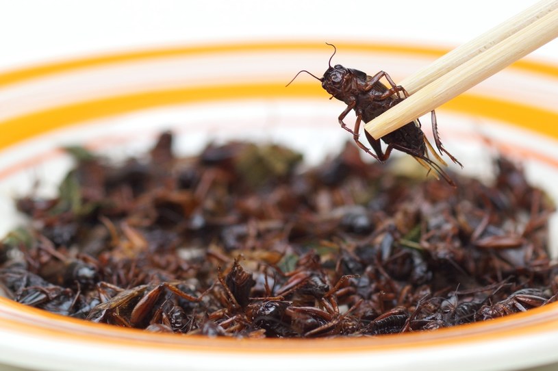 Naukowcy zapewniają, że jedzenie owadów może przynieść wiele korzyści /123RF/PICSEL