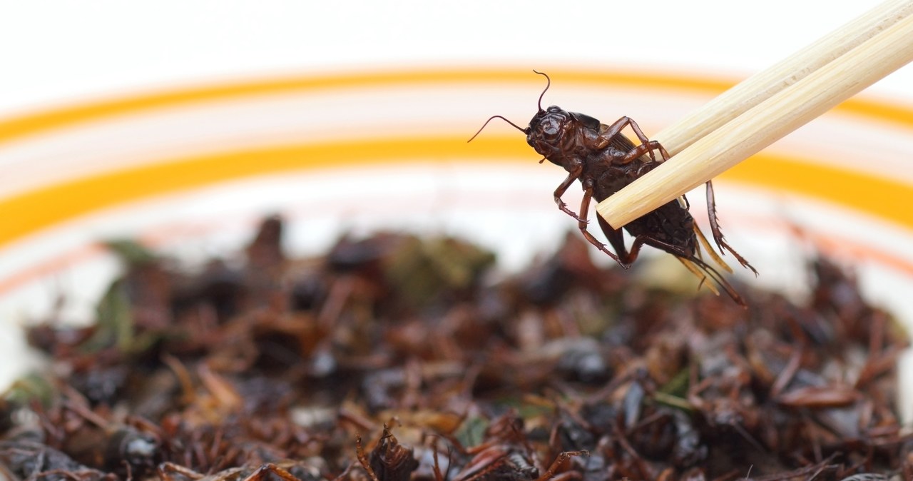 Naukowcy zapewniają, że jedzenie owadów może przynieść wiele korzyści /123RF/PICSEL