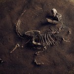 Naukowcy zaskoczeni: T-rex miał wargi, pod którymi chowały się zęby
