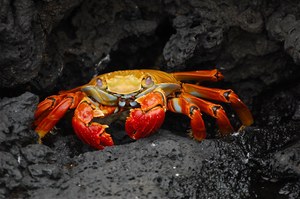 Naukowcy zmieniają kraby i homary w biodegradowalne baterie