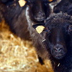 Naukowcy zmienili jądro komórki owcy w plemnik